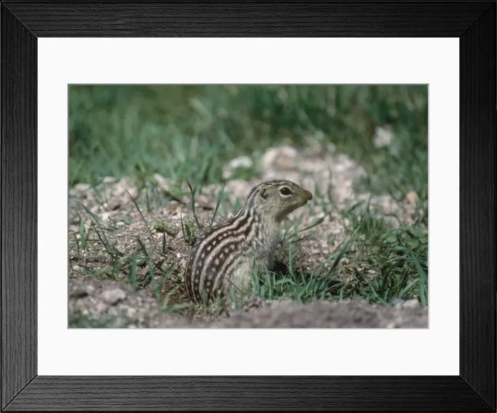 Framed Print : Thirteen-lined Ground Squirrel Framed Print : Thirteen-lined Ground Squirrel