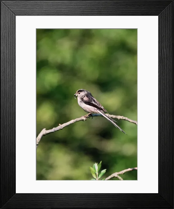 Framed Print : Long-Tailed Tit CK 1249 Aegithalos caudatus © Chris Knights / ardea. com Framed Print : Long-Tailed Tit CK 1249 Aegithalos caudatus © Chris Knights / ardea. com