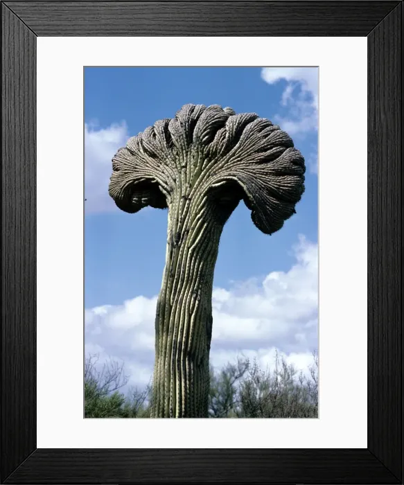 Framed Print : Cristate Saguaro Cactus Framed Print : Cristate Saguaro Cactus