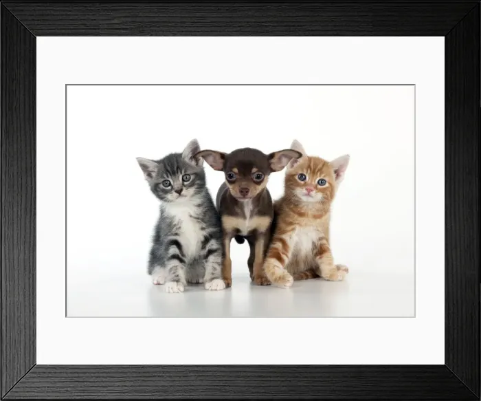 Framed Print : DOG - Chihuahua puppy standing inbetween two kittens Framed Print : DOG - Chihuahua puppy standing inbetween two kittens
