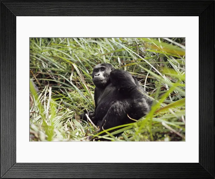 Framed Print : Eastern Lowland Gorilla AW 4585 Gorilla gorilla graueri © Adrian Warren / ardea. com Framed Print : Eastern Lowland Gorilla AW 4585 Gorilla gorilla graueri © Adrian Warren / ardea. com