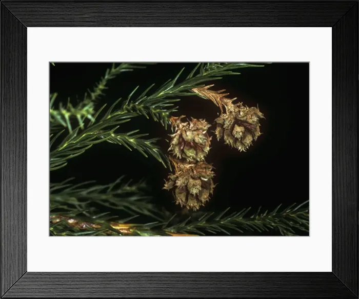 Framed Print : Japanese Cedar - kernels close up Framed Print : Japanese Cedar - kernels close up