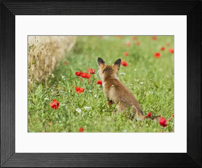 Framed Print : Red Fox - rear view of cub in poppy meadow at edge of cornfield - controlled conditions 13792 Framed Print : Red Fox - rear view of cub in poppy meadow at edge of cornfield - controlled conditions 13792