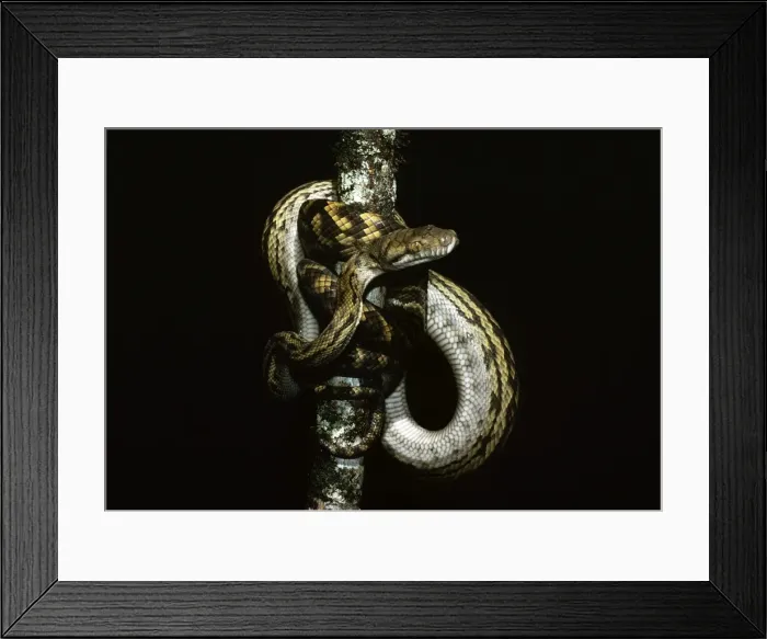 Framed Print : Amethyst / Amethystine / Scrub Python - coiled round branch - Australia Framed Print : Amethyst / Amethystine / Scrub Python - coiled round branch - Australia
