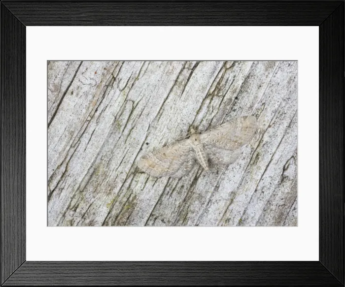 Framed Print : Plain Pug Moth - Essex, UK IN000703 Framed Print : Plain Pug Moth - Essex, UK IN000703