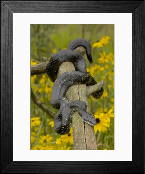 Framed Print : Eastern Rat Snake / Black Ratsnake - on log - New York - USA Framed Print : Eastern Rat Snake / Black Ratsnake - on log - New York - USA
