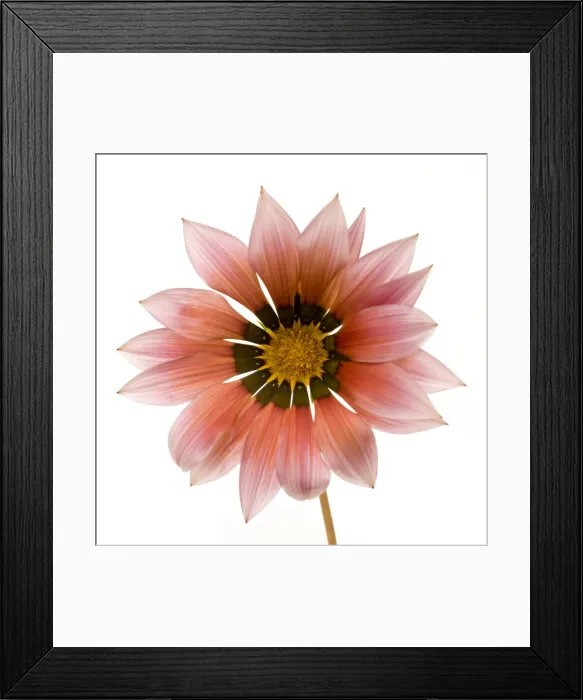 Framed Print : Gazania Flower - on white background Framed Print : Gazania Flower - on white background
