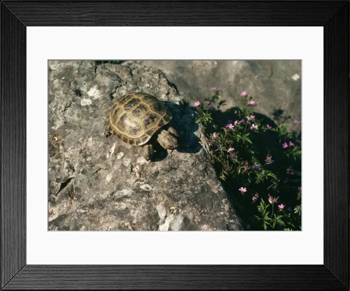Framed Print : Horsefield's Tortoise JC 219 Testudo horsefieldii © John Clegg / ardea. com Framed Print : Horsefield's Tortoise JC 219 Testudo horsefieldii © John Clegg / ardea. com