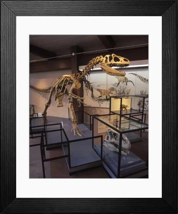 Framed Print : Dinosaurs - Theropods - Allosaur (carnivorous dinosaur) Morrison Formation, Jurassic. Skeleton on display in the Visitor Center at Dinosaur National Monument, Utah, USA Framed Print : Dinosaurs - Theropods - Allosaur (carnivorous dinosaur) Morrison Formation, Jurassic. Skeleton on display in the Visitor Center at Dinosaur National Monument, Utah, USA