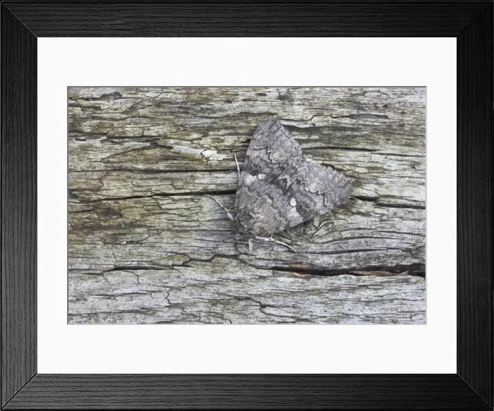 Framed Print : Red Underwing Moth - Essex, UK IN000746 Framed Print : Red Underwing Moth - Essex, UK IN000746