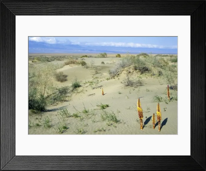 Framed Print : Parasitic plant Orobanchaceae sp. - Central Karacum desert - flowering in sand dunes - summer - Kopetdag mountain range on background - Turkmenistan - former CIS Tm31. 0165(1804) Framed Print : Parasitic plant Orobanchaceae sp. - Central Karacum desert - flowering in sand dunes - summer - Kopetdag mountain range on background - Turkmenistan - former CIS Tm31. 0165(1804)