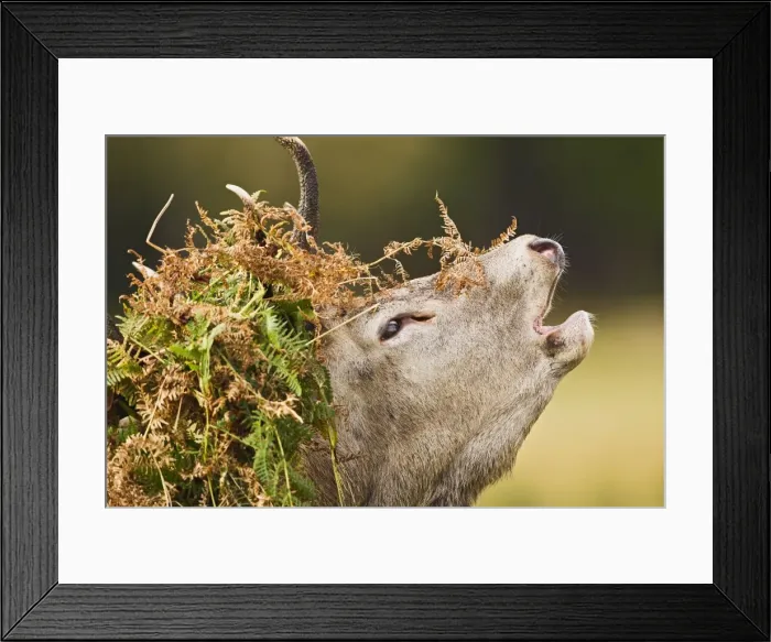 Framed Print : Red Deer - Stag roaring with bracken on antlers - Richmond Park UK 14956 Framed Print : Red Deer - Stag roaring with bracken on antlers - Richmond Park UK 14956
