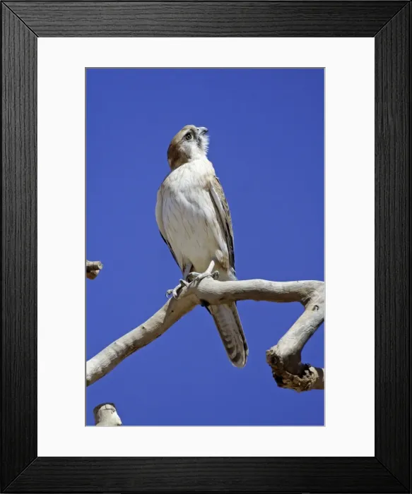 Framed Print : Brown Falcon - looking up into sky Near Alice Springs, Nthn Territory, Australia Framed Print : Brown Falcon - looking up into sky Near Alice Springs, Nthn Territory, Australia