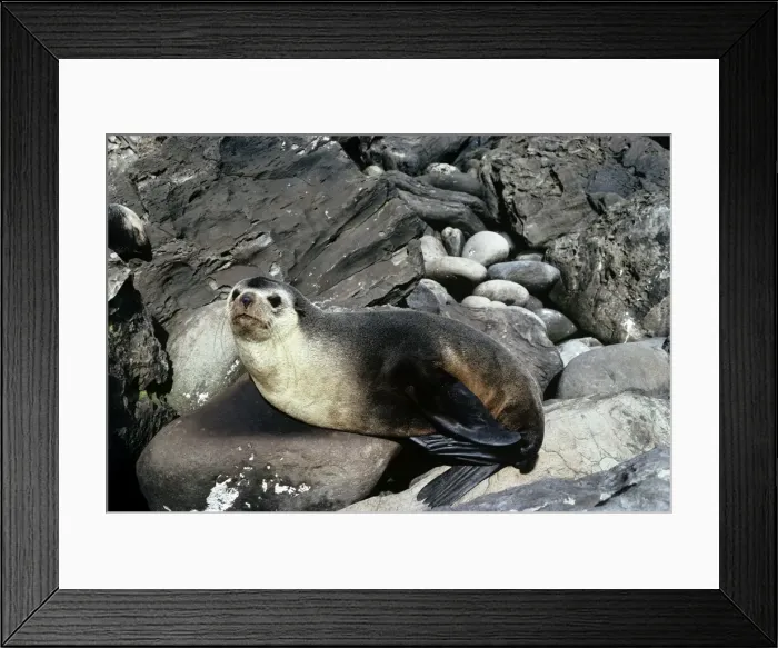Framed Print : Amsterdam Fur Seal - male - Gough Island - South Atlantic Framed Print : Amsterdam Fur Seal - male - Gough Island - South Atlantic