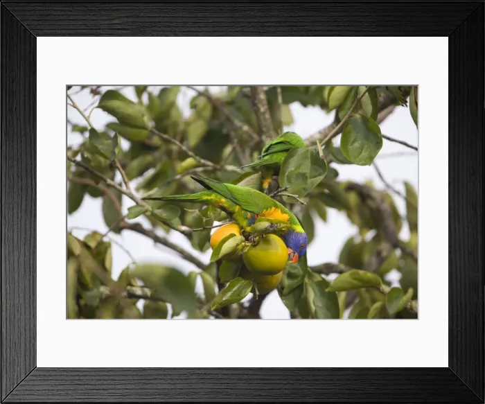 Framed Print : Rainbow Lorikeets - feeding on a persimmon - orchard near Malanda - Queensland - Australia Framed Print : Rainbow Lorikeets - feeding on a persimmon - orchard near Malanda - Queensland - Australia