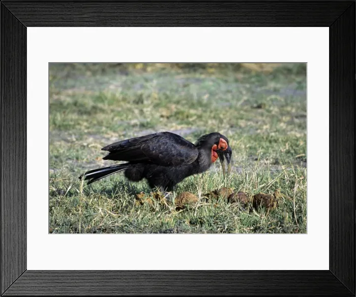 Framed Print : Ground Hornbill - Okavango - Botswana Framed Print : Ground Hornbill - Okavango - Botswana