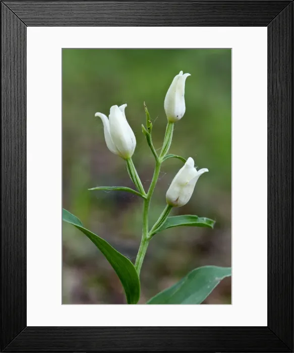 Framed Print : White Helleborine - Suffolk - England Framed Print : White Helleborine - Suffolk - England