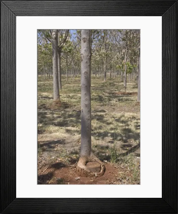 Framed Print : A coppiced tree in a Paulownia plantation in Queensland. Paulownia is a fast growing timber which can be coppiced to produce a continuing supply of timber light in weight and colour Framed Print : A coppiced tree in a Paulownia plantation in Queensland. Paulownia is a fast growing timber which can be coppiced to produce a continuing supply of timber light in weight and colour