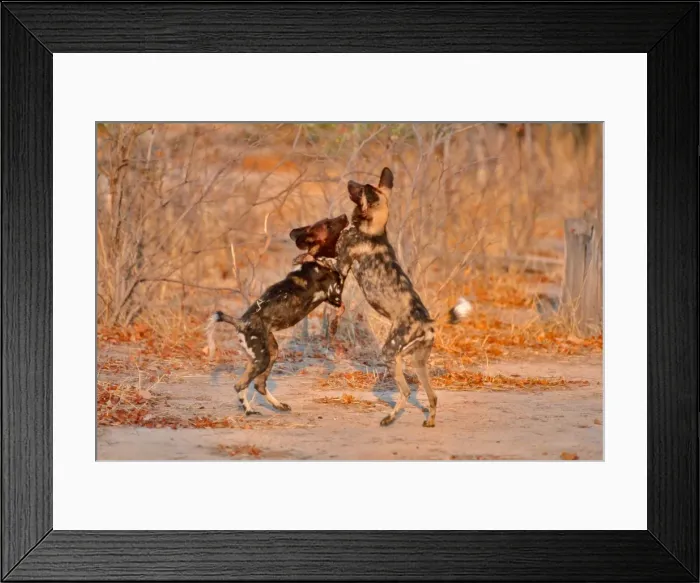 Framed Print : African Wild Dogs CRH 468 Wrestling - Moremi, Botswana Lycaon pictus © Chris Harvey / ardea. com Framed Print : African Wild Dogs CRH 468 Wrestling - Moremi, Botswana Lycaon pictus © Chris Harvey / ardea. com