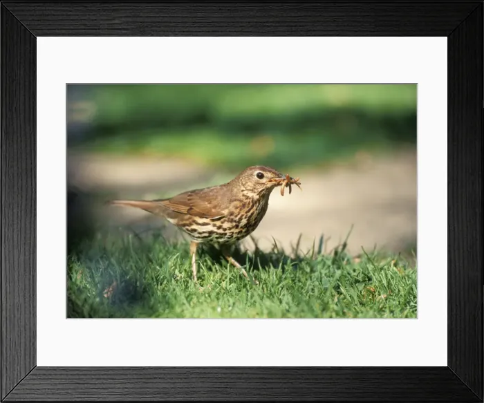 Framed Print : Song Thrush JD 16187 Turdus philomelos © John Daniels / ardea. com Framed Print : Song Thrush JD 16187 Turdus philomelos © John Daniels / ardea. com