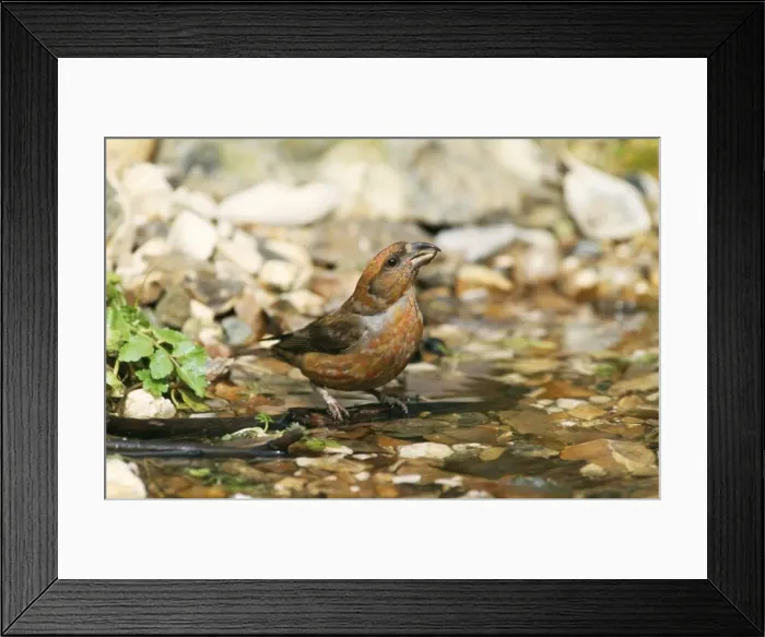 Framed Print : Crossbill CK 2084 Loxia curvirostra © Chris Knights / ardea. com Framed Print : Crossbill CK 2084 Loxia curvirostra © Chris Knights / ardea. com
