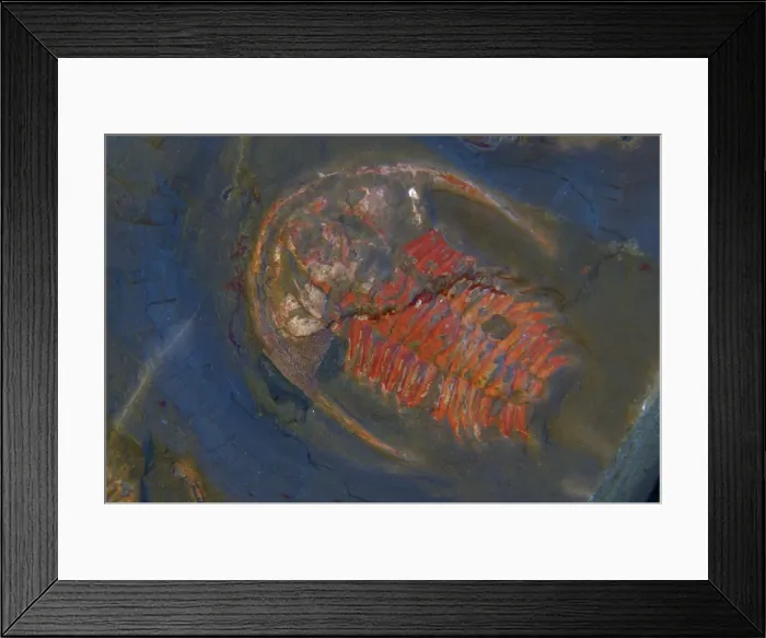 Framed Print : Fossil - Trilobites. Early Cambrian Emu Bay Shale, Kangaroo Island, South Australia E50T3605 Framed Print : Fossil - Trilobites. Early Cambrian Emu Bay Shale, Kangaroo Island, South Australia E50T3605