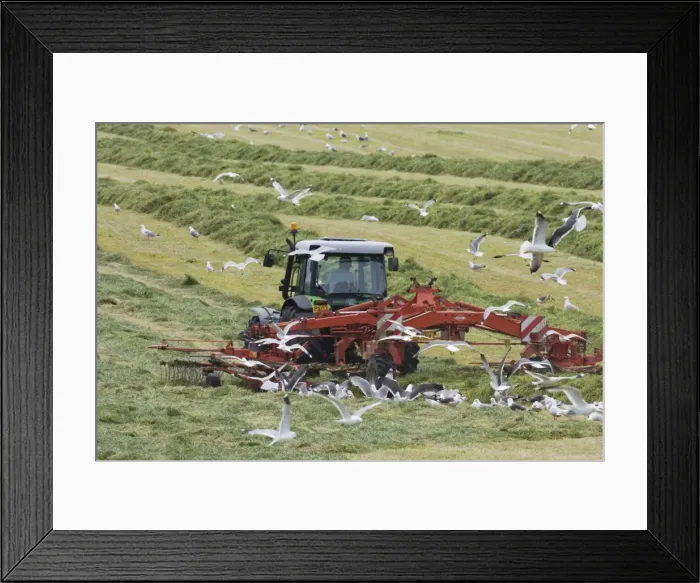Framed Print : Tractor raking grass for silage harvesting - Orkney Mainland LA005334 Framed Print : Tractor raking grass for silage harvesting - Orkney Mainland LA005334