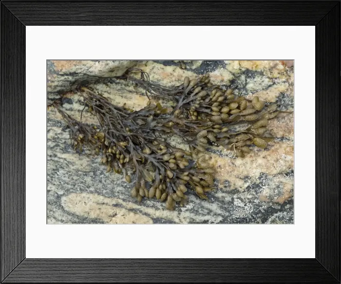 Framed Print : Flat Wrack - growing on rock - North Uist - Outer Hebrides - Scotland Framed Print : Flat Wrack - growing on rock - North Uist - Outer Hebrides - Scotland