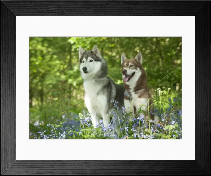 Framed Print : DOG - Siberian husky standing next to siberian husky sitting in bluebells Framed Print : DOG - Siberian husky standing next to siberian husky sitting in bluebells