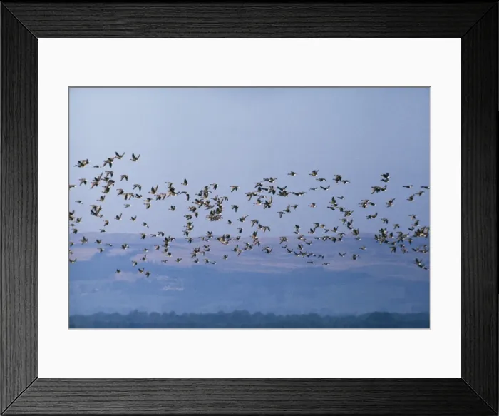 Framed Print : Pink-footed Geese DU 107 Anser brachyrhynchus © David & Katie Urry / ardea. com Framed Print : Pink-footed Geese DU 107 Anser brachyrhynchus © David & Katie Urry / ardea. com