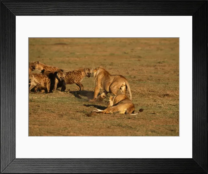 Framed Print : Lioness CK 3718 Having confrontation with Spotted Hyaena, Masai Mara National Park, Africa. Panther leo / Crocuta crocuta © Chris Knights / ARDEA LONDON Framed Print : Lioness CK 3718 Having confrontation with Spotted Hyaena, Masai Mara National Park, Africa. Panther leo / Crocuta crocuta © Chris Knights / ARDEA LONDON