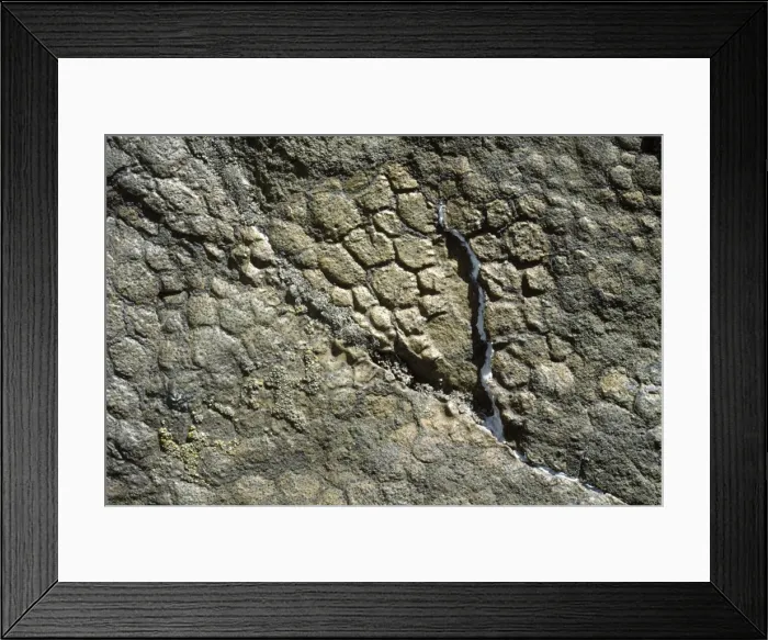 Framed Print : Dinosaurs - Impression of skin of a Hadrosaur. Upper Cretaceous, Wyoming. Photographed at the Black Hills Institute of Geological Research. Hill City, South Dakota. BX314 Framed Print : Dinosaurs - Impression of skin of a Hadrosaur. Upper Cretaceous, Wyoming. Photographed at the Black Hills Institute of Geological Research. Hill City, South Dakota. BX314
