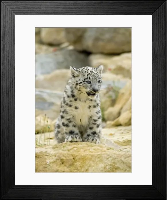 Framed Print : Snow Leopard - cub Framed Print : Snow Leopard - cub