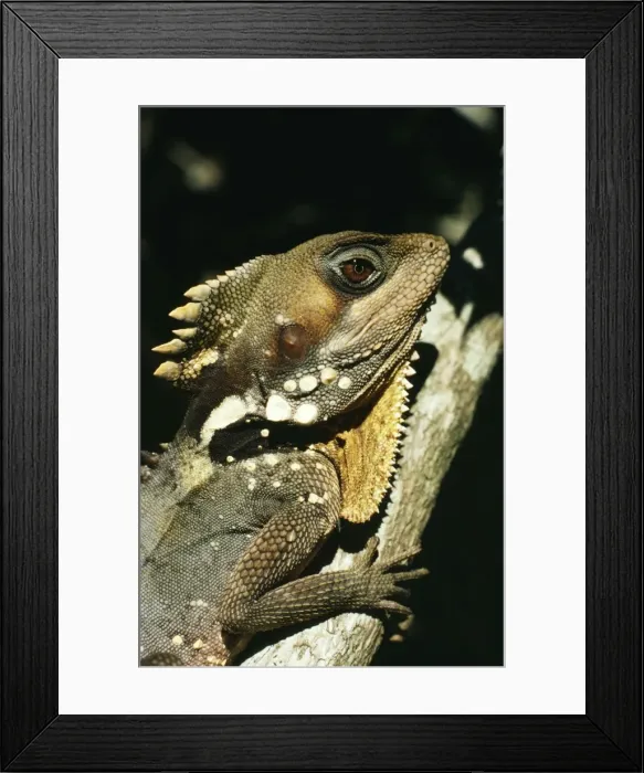 Framed Print : Boyds Forest Dragon HB 1978 Gonocephalus boydii © Hans & Judy Beste / ardea. com Framed Print : Boyds Forest Dragon HB 1978 Gonocephalus boydii © Hans & Judy Beste / ardea. com