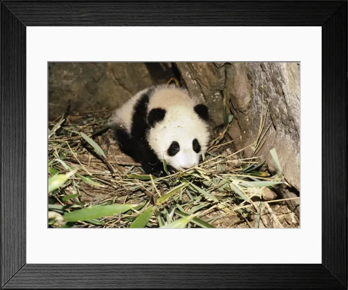 Framed Print : Giant Panda AW 5374 Juvenile in den, aged 4 months, Qinling Mountains, Shaanxi, China. Ailuropoda melanoleuca © Adrian Warren / ardea. com Framed Print : Giant Panda AW 5374 Juvenile in den, aged 4 months, Qinling Mountains, Shaanxi, China. Ailuropoda melanoleuca © Adrian Warren / ardea. com
