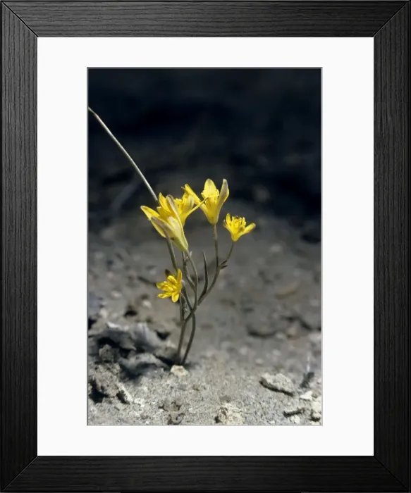 Framed Print : Gadea plant flowers in sand dunes of Central Karakum desert - Turkmenistan - former CIS - Spring - April - after sunset Tm25. 0025 Framed Print : Gadea plant flowers in sand dunes of Central Karakum desert - Turkmenistan - former CIS - Spring - April - after sunset Tm25. 0025