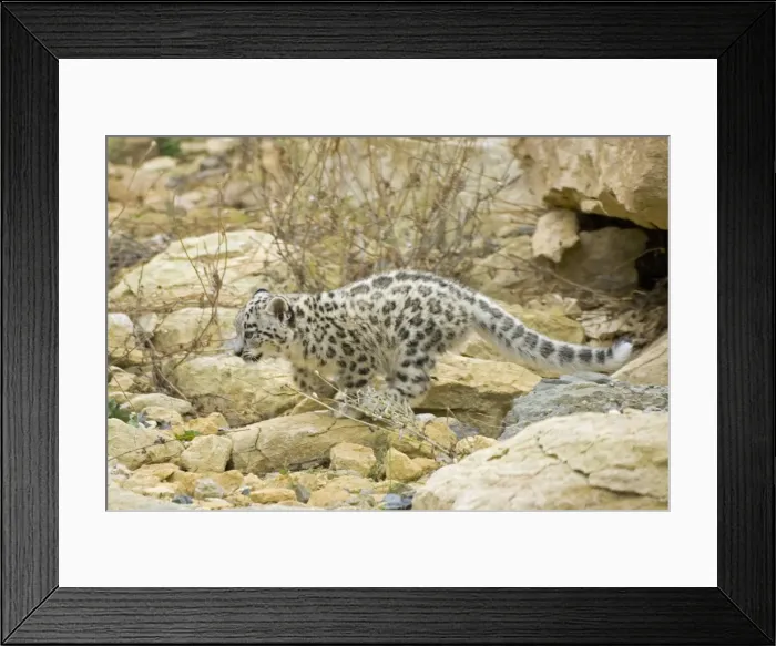 Framed Print : Snow Leopard - cub Framed Print : Snow Leopard - cub