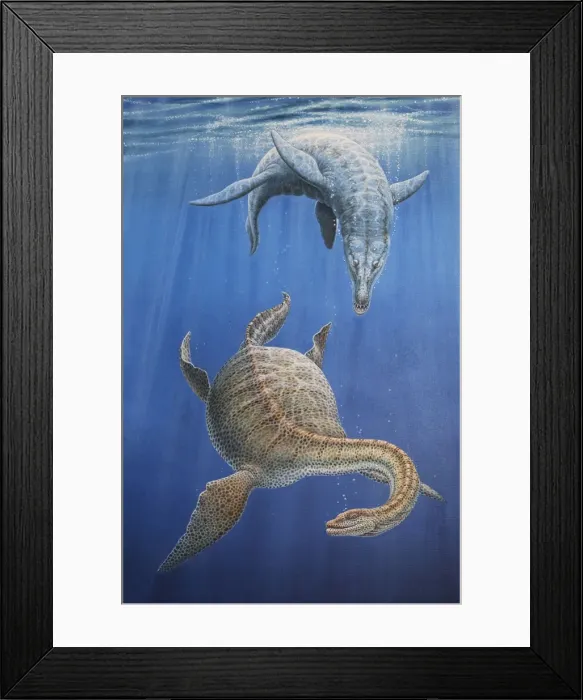 Framed Print : Pliosaur hunting a Plesiosaur Framed Print : Pliosaur hunting a Plesiosaur