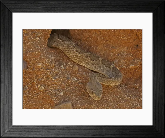 Framed Print : Western Diamond-backed Rattlesnake - emerging from winter hibernation site - March 2011 - Arizona - Sonoran desert Framed Print : Western Diamond-backed Rattlesnake - emerging from winter hibernation site - March 2011 - Arizona - Sonoran desert