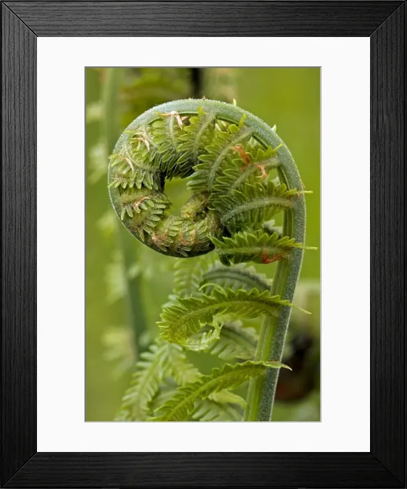 Framed Print : Ostrich fern or shuttlecock fern - Fiddlehead - edible - Widely distributed in the Northern Hemisphere - Europe - Asia - Northern North America - often used in gardening Framed Print : Ostrich fern or shuttlecock fern - Fiddlehead - edible - Widely distributed in the Northern Hemisphere - Europe - Asia - Northern North America - often used in gardening