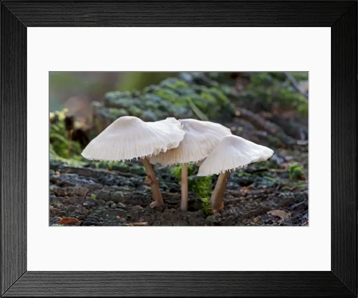 Framed Print : Fungi - Bonnet Mycena - Nap Wood Nature Reserve, East Sussex. November. Habitat - in groups on fallen stumps or branches. Edible but not worthwhile Framed Print : Fungi - Bonnet Mycena - Nap Wood Nature Reserve, East Sussex. November. Habitat - in groups on fallen stumps or branches. Edible but not worthwhile