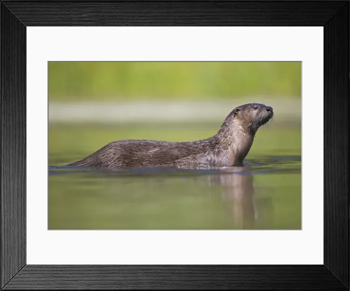 Framed Print : River Otter - swimming - Wyoming - USA Framed Print : River Otter - swimming - Wyoming - USA