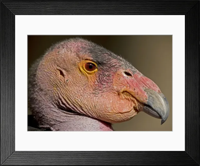 Framed Print : California Condor - controlled conditions - California - USA Framed Print : California Condor - controlled conditions - California - USA