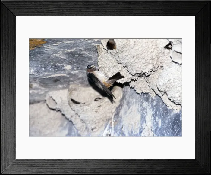 Framed Print : CK-2179. CK-2177. Cliff SWALLOW - at nest. Hirundo pyrrhonota. Chris Knights. Framed Print : CK-2179. CK-2177. Cliff SWALLOW - at nest. Hirundo pyrrhonota. Chris Knights.