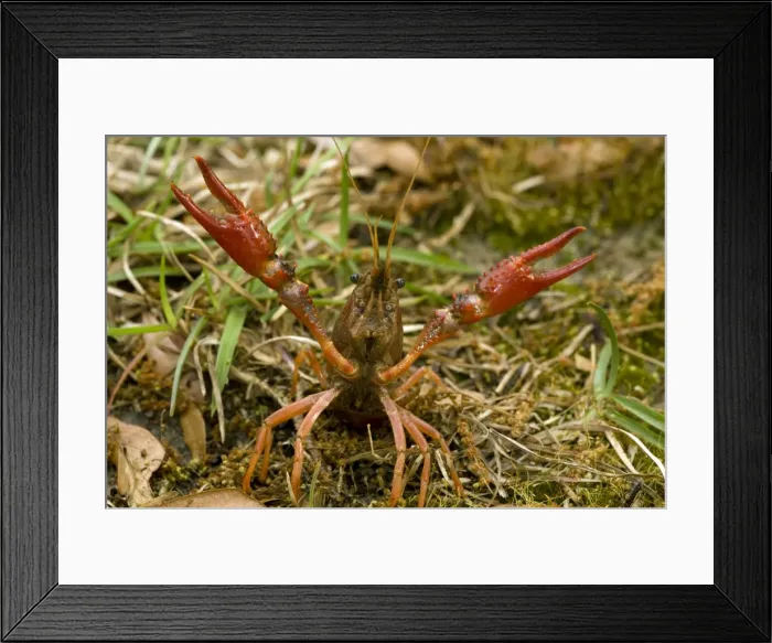 Framed Print : Red Swamp Crawfish(Crayfish) - defensive display - Important food item - commercially harvested - native to Southeastern US - introduced widely elsewhere - Louisiana Framed Print : Red Swamp Crawfish(Crayfish) - defensive display - Important food item - commercially harvested - native to Southeastern US - introduced widely elsewhere - Louisiana