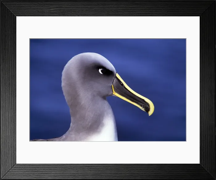 Framed Print : Buller's Albatross - Chatham Island - New Zealand Framed Print : Buller's Albatross - Chatham Island - New Zealand