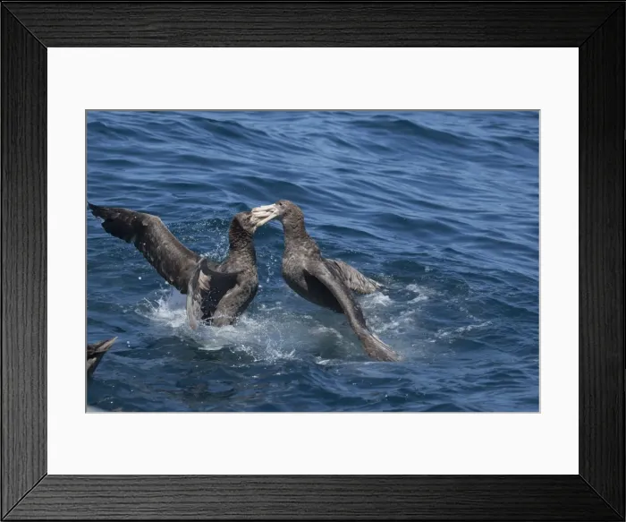 Framed Print : Northern Giant Petrels - fighting on the water - offshore from Kaikoura - South Island - New Zealand Framed Print : Northern Giant Petrels - fighting on the water - offshore from Kaikoura - South Island - New Zealand