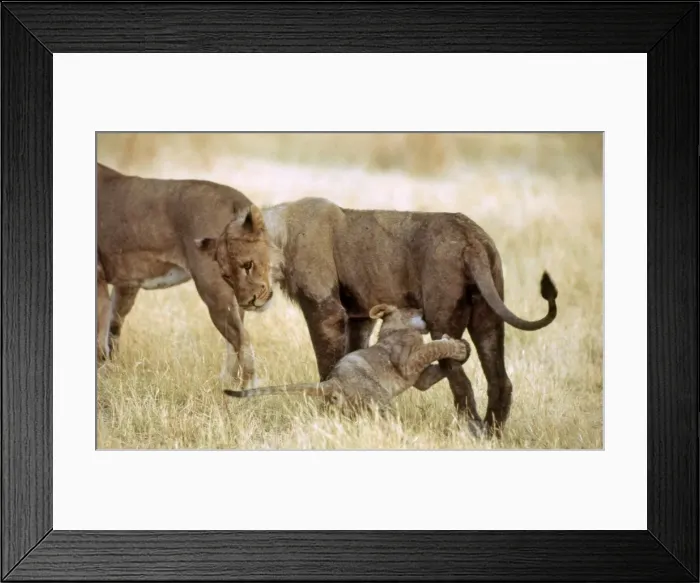 Framed Print : Lioness and Cub CRH 977 Cub suckling Moremi, Botswana Panthera leo © Chris Harvey / ardea. com Framed Print : Lioness and Cub CRH 977 Cub suckling Moremi, Botswana Panthera leo © Chris Harvey / ardea. com