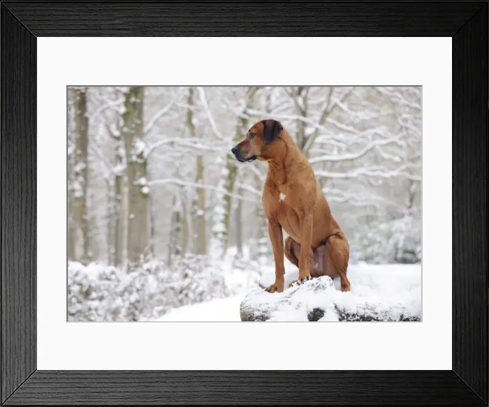 Framed Print : DOG - Rhodesian ridgeback on snow covered log pile Framed Print : DOG - Rhodesian ridgeback on snow covered log pile