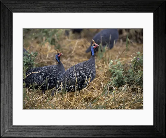 Framed Print : Helmeted Guineafowl - Tarangire National Park - Tanzania Framed Print : Helmeted Guineafowl - Tarangire National Park - Tanzania